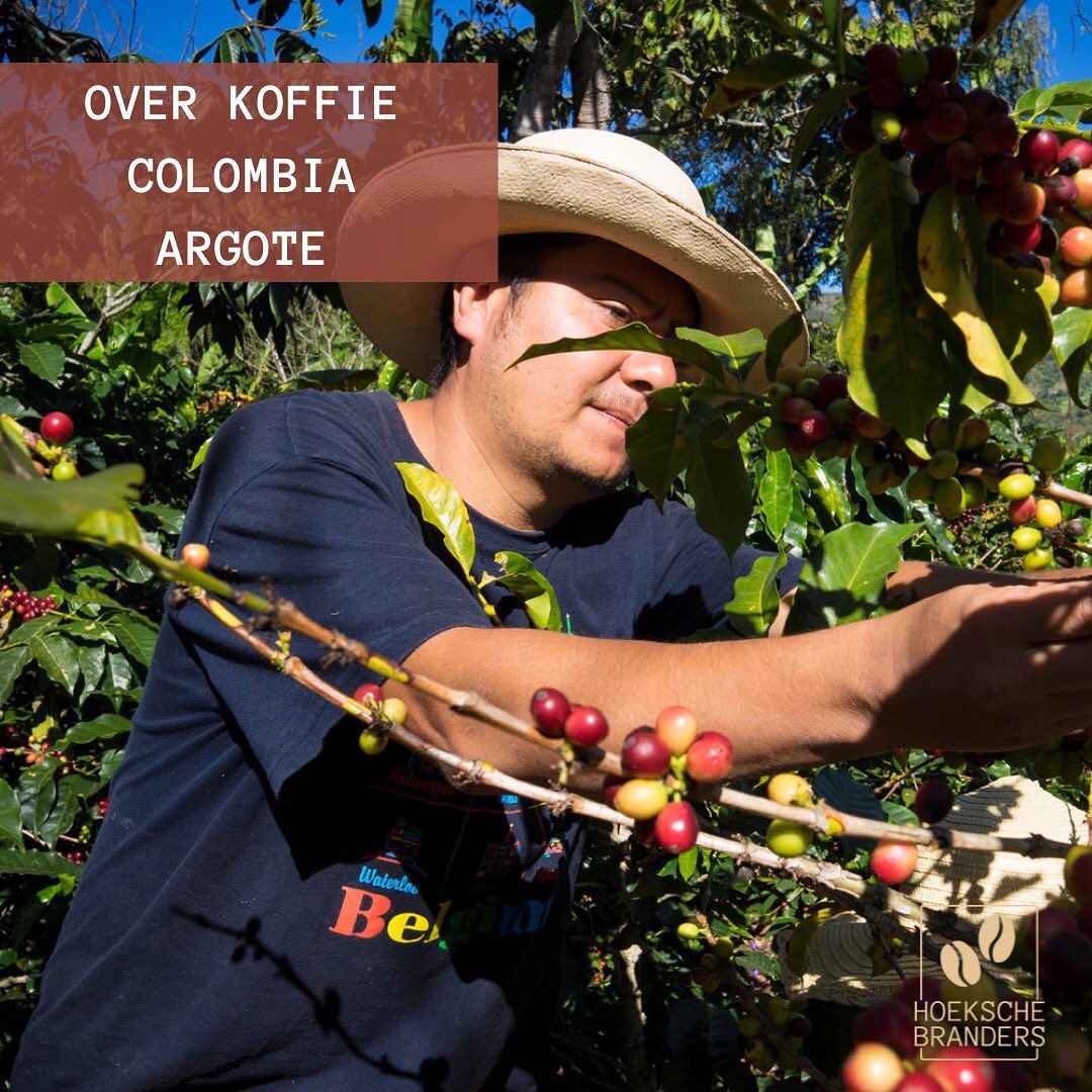 Colombia Argote - Hoeksche Branders